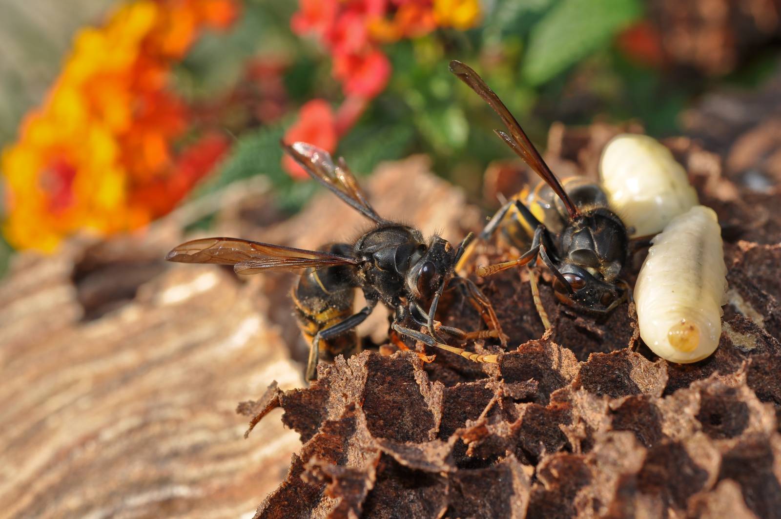 LARVES FRELONS ASIATIQUES Rugles(27)