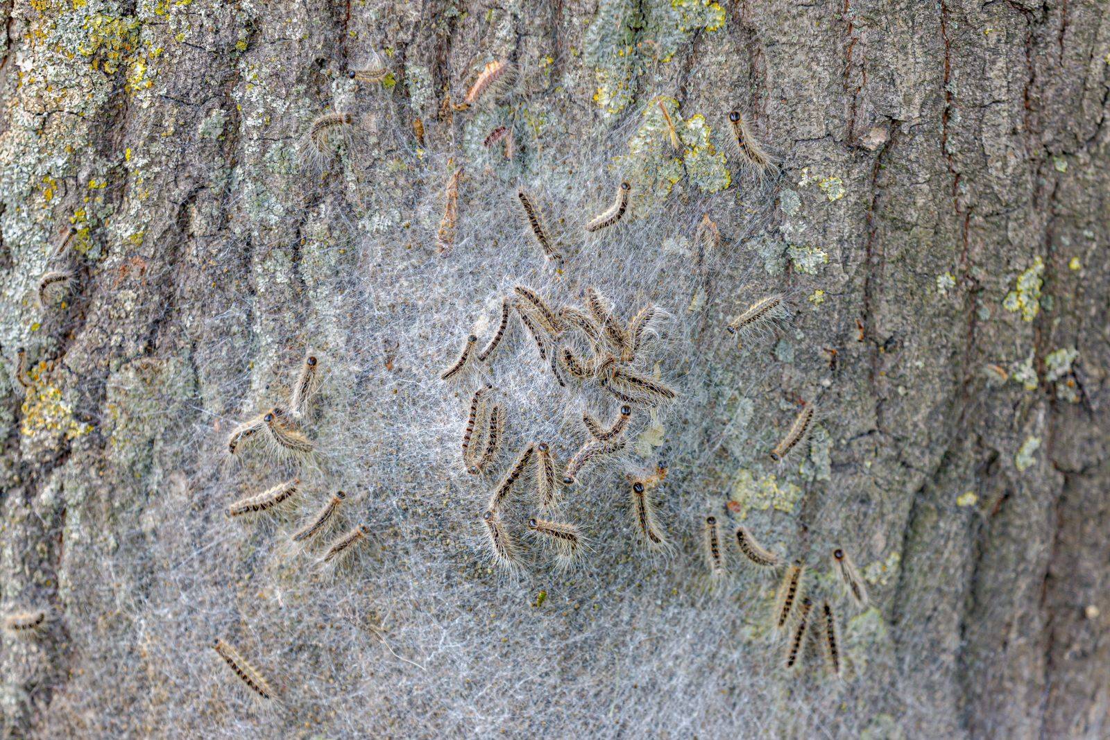 Comment traiter les nids de chenilles processionnaires dans vos chênes
