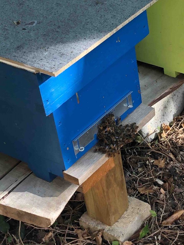 Essaim d’abeilles sur ma maison Eure 27