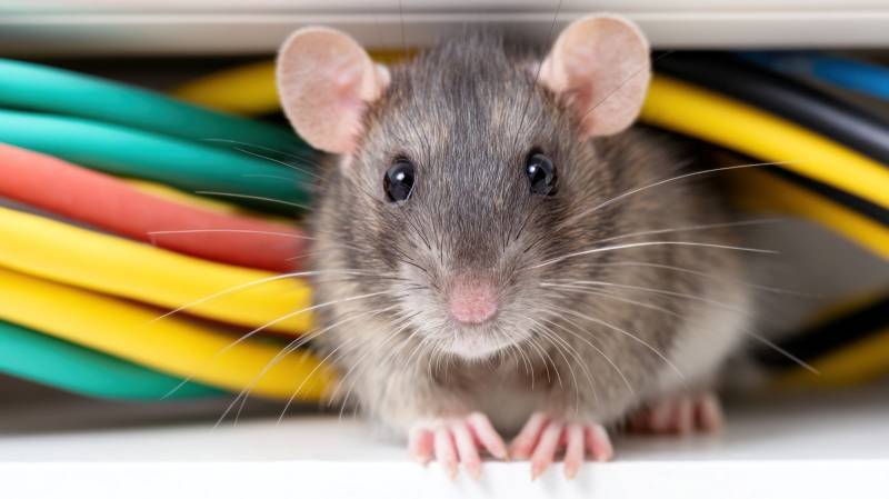 Entreprise de dératisation pour les professionnels et particuliers à PARIS(75)