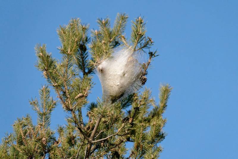 Traitement Mécanique des Cocons de Chenilles Processionnaires dans les Pins – BC27 Actions Nuisibles à Dreux(28)