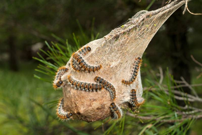 Chenilles Urticantes du pin 