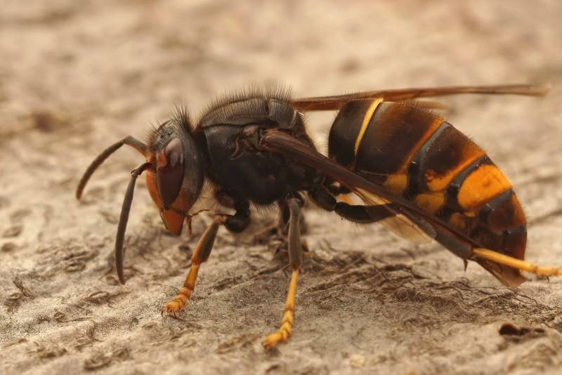 Nid de frelons asiatiques dans mon grenier à Pacy sur Eure(27)