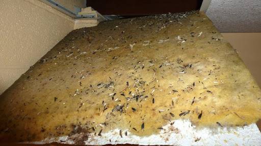 comble déjections rongeurs maison Verneuil sur Avre (27)