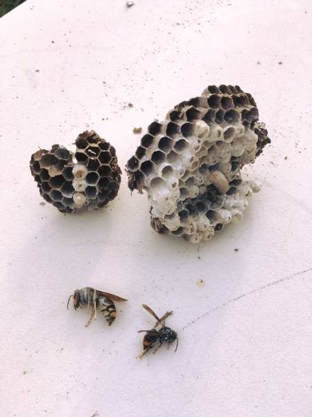 nid primaire de frelons asiatiques