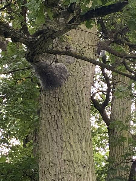 Nid de chenilles processionnaires à DREUX(28)