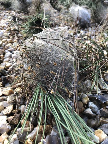NID DE CHENILLES PROCESSIONNAIRES DU PIN A EVREIX(27)